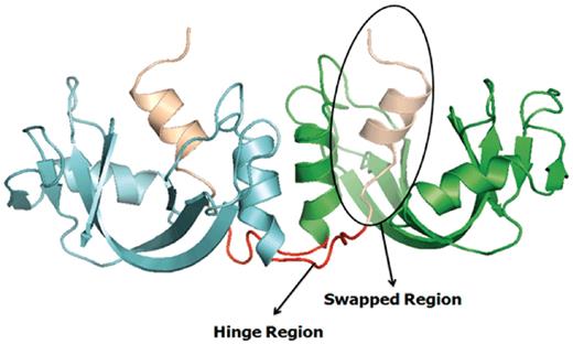 Example of a bona fide domain swapping structure: bovine seminal ribonuclease (PDB ID: 11BG) in 3D domain swap conformation with highlighted hinge and swapped regions. Individual chains are colored in cyan and green. Hinge regions are colored in red and swapped region is colored in coffee brown.