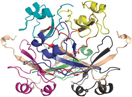 Example of quasidomain swapping structure: hexameric assembly of human CksHs2 (PDB ID: 1CKS). Six individual chains are colored in different colors (yellow, cyan, violet, blue, green, gray). Hinge regions are colored in red and swapped region is colored in coffee brown.