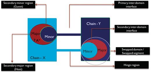 Schematic representation of the different features of 3D domain swapping.