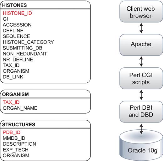 Histone Database data model. The Histone Database stores selected manually curated information from GenBank records. The information stored as part of each record includes the GenBank unique identifier (GI), accession number, definition line, sequence string, histone class, database source, NCBI taxonomic identifier and organism name. The database front-end is written in Perl, the data is stored in an Oracle 10 g relational database, and data is retrieved using Perl DBI and DBD libraries.