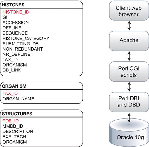 Histone Database data model. The Histone Database stores selected manually curated information from GenBank records. The information stored as part of each record includes the GenBank unique identifier (GI), accession number, definition line, sequence string, histone class, database source, NCBI taxonomic identifier and organism name. The database front-end is written in Perl, the data is stored in an Oracle 10 g relational database, and data is retrieved using Perl DBI and DBD libraries.