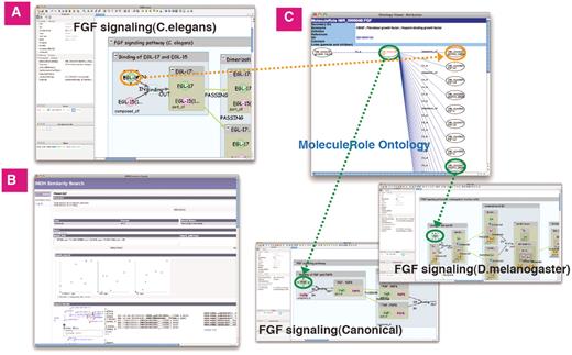 Similarity Search of FGF signaling (C.elegans). (A) The ligand-receptor binding in FGF signaling (C.elegans). (B) Result screen of similarity search. (C) The hierarchical tree of ‘FGF’ molecule in MoleculeRole ontology and some signaling pathways similar to FGF signaling (C.elegans). Green/orange edges represent correspondence relation to MoleculeRole ontology.
