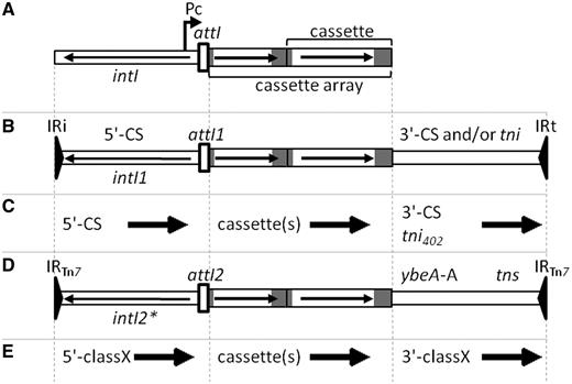 (A) General structure of an integron with intI, attI, Pc and a cassette array with two gene cassettes. Horizontal arrows indicate the extent and direction of genes. Grey regions represent attC sites. (B) General structure of Class 1 MRI, which may include the 3'-CS and part of the tni region of Tn402 or a complete tni402 region. (C) Names used by RAC to indicate conserved regions flanking cassette arrays in the two types of Class 1 MRI. Arrows define the forward direction used in the RAC annotations, which in the case of the 5'-CS is opposite to that of intI1. (D) Structure of a Class 2 integron associated with Tn7. The intI2 gene is usually truncated, indicated by an asterisk. ybeA-A is a cassette remnant with a truncated attC site and is followed by the tns transposition genes of Tn7. (E) Names used by RAC to indicate regions flanking cassette arrays in a class X MRI, where X is 2–5.