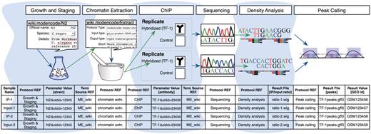 A model experiment submitted to the modENCODE DCC and its mapping to metadata components BIR-TAB SDRF and the wiki. The top half is a diagram of experimental steps for a model ChIP-seq experiment: a worm culture is prepared, the genomic DNA associated with chromatin is extracted, followed by division of the extraction into two biological replicates. These are further subdivided, with half of each DNA sample used as a control, while the other is exposed to a specific TF antibody in a ChIP step. The resulting materials are prepared for sequencing, and the data processed to identify the set of binding sites occupied by the TF tested. The corresponding BIR-TAB SDRF is shown in the bottom half, and mirrors the flow of experimental steps as indicated by the green (output) and blue (input) arrows. The inputs and outputs are the arcs connecting each protocol node of an experiment represented in the database. Each cell in a protocol column of the BIR-TAB file maps to a specific wiki page where the inputs and outputs of that protocol have been indicated. Most experimental parameters, such as strain and antibody, are also specified in the wiki. A reference to the wiki for these experimental parameters or results is indicated with a Term Source REF column immediately following the parameter column.