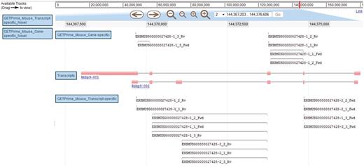 JBrowse-based graphical view of GETPrime primer pairs targeting the Rbbp9 mouse gene. The blue boxes on the left are the available tracks that can be dragged in the JBrowse genome view (23). In this example, the transcripts, the gene-specific primers (covering the majority of splice variants if possible) and the transcript-specific primers (covering a single splice variant, when possible) have been dragged into the browser. The upper part of the figure shows tools to zoom, to move to up- or downstream of the genome location, and to enter another chromosome, another position on the chromosome or also an Ensembl ID. Each primer is annotated by its Ensembl ID, its iteration in GETPrime (e.g. −1), its ranking (e.g. _3) and its primer type (forward and reverse primers are abbreviated Fwd and Rv, respectively). The blue box for each primer represents the respective alignment to the transcripts and sometimes a thin line between two blue boxes is used to bridge an intron region for primers spanning two exons. The primer pairs in the gene-specific track cover both transcripts. The primer pairs from the first iteration (‘−1’) and the second iteration (‘−2’) in the transcript-specific track are specific to the largest transcript Rbbp9-001 and the shortest transcript Rbbp9-002, respectively.