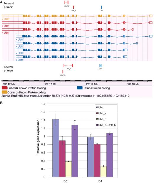 Graphical view and qPCR results to validate Ubtf-targeting primers covering either all or a subset of Ubtf transcripts. (A) The ‘Ubtf’ primer pair in blue covers all seven transcripts (gene-specific primers) and the red ‘Ubtf_a’ and ‘Ubtf_b’ primer pairs cover five and two transcripts, respectively (transcript-specific primers). In this example, GETPrime could not find primers differentiating each transcript. (B) The relative gene expression levels before differentiation (D0) and four days after (D4) were normalized to Hprt1 and Tubb2c expression levels. ‘Ubtf’ represents the primer pair covering all seven transcripts, whereas, ‘Ubtf_a’ and ‘Ubtf_b’ are primer pairs specific to a subset of five and two transcripts, respectively. ‘Ubtf_a+Ubtf_b’ represents the sum of relative gene expression of ‘Ubtf_a’ and ‘Ubtf_b’. The data indicate that GETPrime can effectively differentiate distinct transcripts, as the sum of the individual transcript amounts matched the overall gene expression amount.