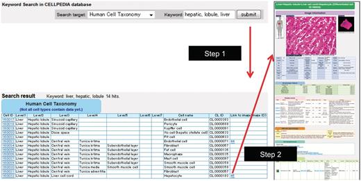 Example of keyword search and integrated page of hepatocyte (differentiated cell ID: 160032). (a) Retrieval of cell taxonomy entries by keyword search (keywords: hepatic, lobule, liver) is shown (Step 1). Clicking on an image ID in the cell taxonomy page will lead to the integrated page (Step 2). The integrated page is composed of three types of primary data: (b) digital images of cells (and tissues); (c) gene expression data; and (d) journal articles. Additional secondary information is also provided, including (b) image parameters regarding cell shape (table of morphologic features); (e) the OBO Cell Type Ontology; and (f) cell differentiation neighborhood links.