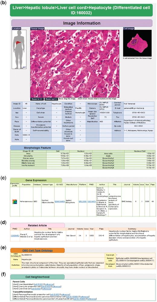 Example of keyword search and integrated page of hepatocyte (differentiated cell ID: 160032). (a) Retrieval of cell taxonomy entries by keyword search (keywords: hepatic, lobule, liver) is shown (Step 1). Clicking on an image ID in the cell taxonomy page will lead to the integrated page (Step 2). The integrated page is composed of three types of primary data: (b) digital images of cells (and tissues); (c) gene expression data; and (d) journal articles. Additional secondary information is also provided, including (b) image parameters regarding cell shape (table of morphologic features); (e) the OBO Cell Type Ontology; and (f) cell differentiation neighborhood links.