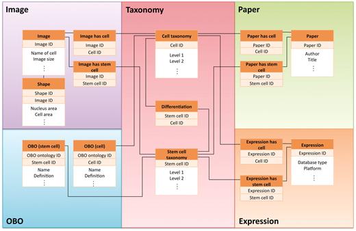 Simplified view of database schema used in CELLPEDIA. The database schema is designed so that as many as 15 tables in the database can be interconnected by the backbone of the cell taxonomy keys (differentiated cell ID or stem cell ID) and other branch group keys.