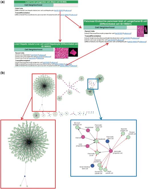 Cell neighborhood links. (a) Cell neighborhood links with the hepatocyte: cell differentiation or transdifferentiation pathways can be deductively traced. (b) Cell differentiation map constructed with 934 collected binary relationships. Circles filled with different colors indicate levels of differentiated cells (blue: stem cells, wine red: progenitor cells and light green: differentiated cells). Black and red arrows indicate differentiation and transdifferentiation pathways, respectively. The red box shows the mesenchymal stem cell cluster in a magnified view. The blue box shows a part of the endoderm cluster in a magnified view.