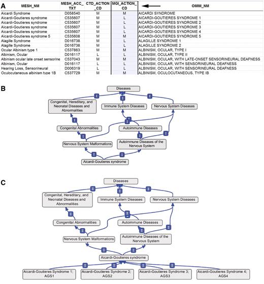 (A) Section of the OMIM to MeSH mapping spreadsheet. Arrow indicates the MGI-specific field (MGI_Action_CD) used to generate the extended version of MEDIC. M, merge; L, leaf. (B) Graphical display of the OMIM terms Aicardi–Goutieres syndromes 1–4 within MEDIC, all four OMIM terms are merged with the MeSH term Aicardi–Goutieres syndrome. (C) Graphical display of the OMIM terms Aicardi–Goutieres syndromes 1–4 within MEDIC as used at MGI, all four OMIM terms are child terms to the MeSH term Aicardi–Goutieres syndrome.
