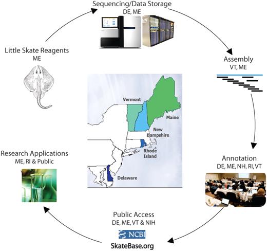 Little Skate Genome Project overview, illustrating the North East Cyberinfrastructure Consortium's distributed and collaborative resources.