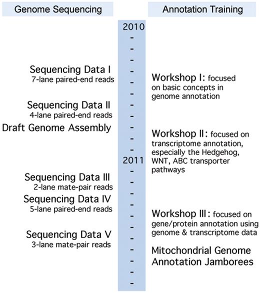 Little Skate Genome Project's timeline indicating the simultaneous annotation training and genome development. Sequencing Data Sets I: seven lanes of paired-end reads; II: four lanes of paired-end reads; III: two lanes of mate-pair reads; IV: five lanes of paired-end reads; V: three lanes of mate-pair reads. There are a total of 2 931 925 134 reads.