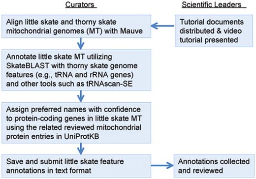 Mitochondrial genome annotation jamboree workflow. Curators from each state worked independently for ∼2 weeks before submitting results to project leaders for review.