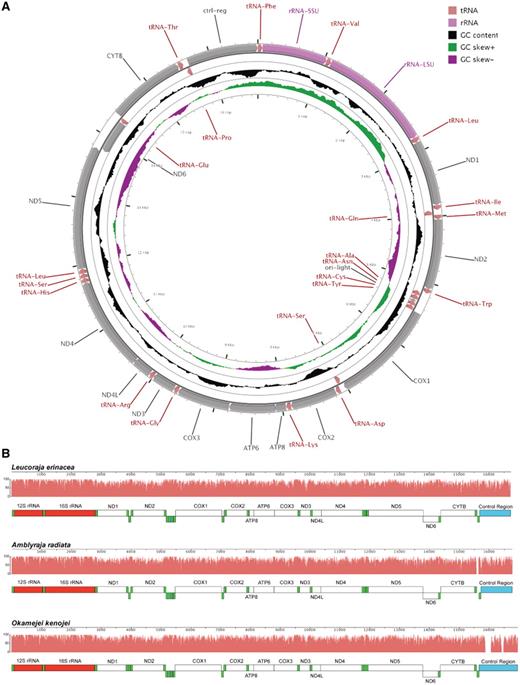 Leucoraja erinacea mitochondrial genome. (A) Leucoraja erinacea mitochondrial genome with the consensus annotation for genes and other sequence features generated using CGView (29). The orientation of genes is shown with arrow heads. The tRNA genes are shown in pink, rRNA genes in purple and protein-coding genes in grey. The first inner circle shows the GC content above and below the average GC content for the mitochondrion in black. Positive GC skew is shown in green and negative in magenta. (B) The mitochondrial genomes of L. erinacea, A. radiata and O. kenojei are displayed using Mauve (16, 17), with rRNA features in red, tRNA features in green, protein-coding regions in white, and miscellaneous features in blue. The pink profiles indicate the sequence identity levels among the three genomes.
