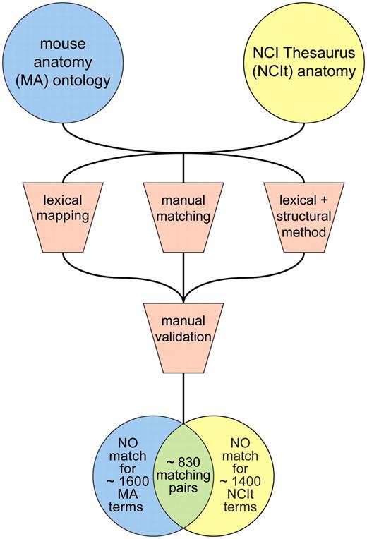 Preliminary identification of equivalent terms using a combination of automated and manual curation approaches.