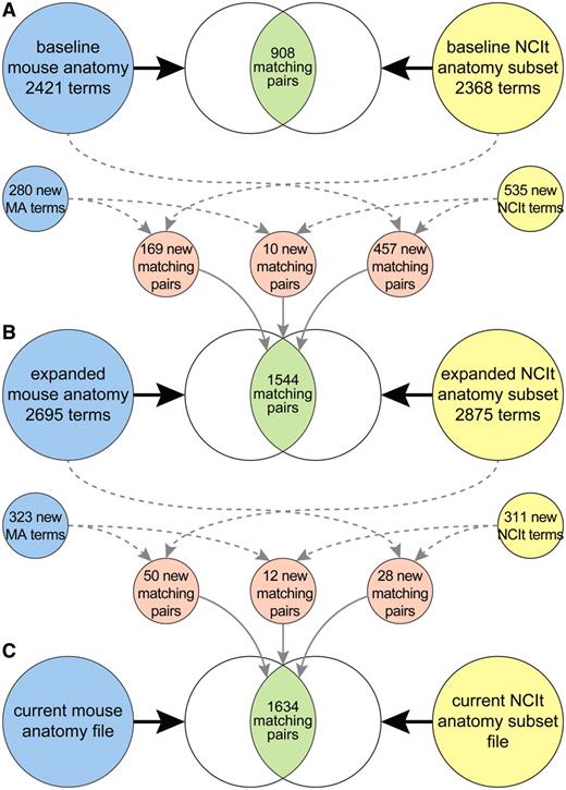 Mouse and human anatomy ontology terms, and corresponding matched sets of terms, at start of study (A), after extension and harmonization of the ontologies (B) and after recent updates to the files (C).