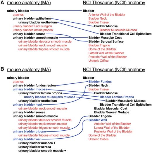 Example of the extension and harmonization process. (A) Representation of the urinary bladder in the MA (left) and NCIt (right) prior to the revision process. Terms in black, linked by blue lines, represent matched sets of terms; terms in red are those not shared by the other ontology. (B) Urinary bladder concept subtrees after extension and harmonization of the ontologies. Terms in blue are those that have been added, with blue lines indicating corresponding terms in the other ontology.
