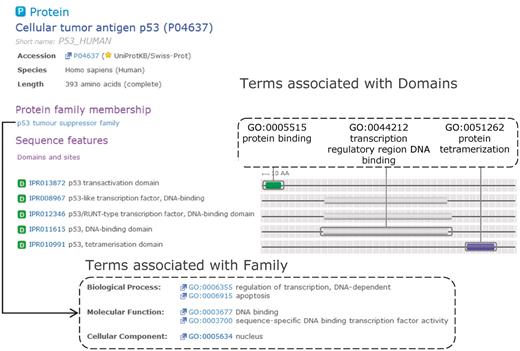 Complementary domain and family GO mapping for InterPro entries that match the human cellular tumour antigen p53. Domain GO annotation enables the function(s) of the family to be attributed to individual domains within the protein.