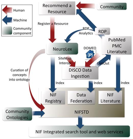 A high level overview of the NIF system. This figure emphasizes where inputs and outputs of the NIF lie as a function of some of NIF's tools. Red arrows represent human steps, blue arrows represent automated steps and green boxes represent places in the system where community interactions are likely. The input of data is done using a suite of tools including NeuroLex (the first step for all data ingestion), DISCO (for deep data registration), LinkOut (linking data to PubMed, PMC PubMed Central literature), DOMEO (for literature annotation) and the RDP automated text-mining resource discovery pipeline that recognizes resources and recommends them to curators for possible inclusion in the NIF Registry. The creation of indices is informed by the ontology, as are the search tools and public web services. Note, all data moves through a process where it is recommended, registered to the NeuroLex, then included in the NIF Registry index and becomes available to DISCO tools for deeper content integration.