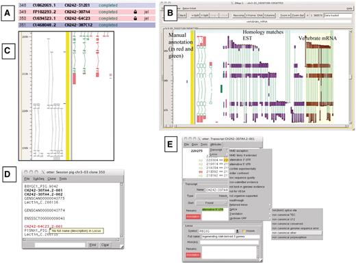 A selection of different views of Otterlace and ZMap. (A) Assembly sequence chooser showing user’s email displayed on locked clones. (B) ZMap view of the results of pipeline analysis, namely EST (in purple) and vertebrate mRNA (in brown) homology matches together with manually annotated transcripts (in red and green). (C) Manual annotation shown as ‘greyed out’, non-editable transcripts where they extend past the genomic region that has been opened. (D) Internal QC displaying a ‘tool tip’. (E) Transcript editing window showing a non-consensus splice site that has been highlighted in red, and a selection of attributes available at the transcript level (green shaded text).