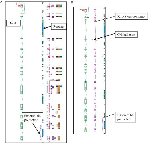 An example of manual annotation in mouse to identify a critical exon. (A) Dnhd1 is a KOMP target gene that is automatically chosen to create a knockout from the Ensembl prediction. A Zmap view of the Dnhd1 gene manually annotated in mouse. The Ensembl 64 prediction is partial, probably due to the highly repetitive nature of the genomic region. (B) A Zmap view of the position of the critical exon identified after completion fo the manual annotation and the associate knockout construct. If the Ensembl prediction had been used as a model to create the knockout a rage proportion of the gene would have been missed. This would have resulted in an unsuccessful knockout construct.