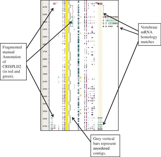 Unordered contigs on pig chromosome 6 viewed in Zmap. The annotation of the CRISPLD2 gene shows clearly how the annotation highlights the fragmented nature of the assembly and aids in identifying the correct contig ordering. The vertebrate mRNA homology matches show the mismatches in the contiguity of the sequence. If sequence is contiguous the connecting lines between the matches are green, but where there is missing or incorrectly ordered sequence the connecting lines are orange.