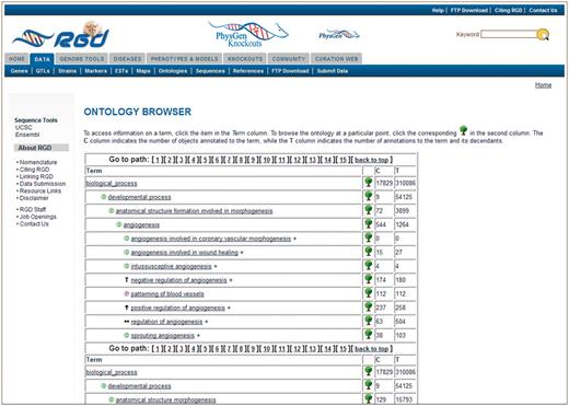 Old RGD ontology browser. Terms are displayed in an expandable tree format with each term being a link to an ontology report page listing all RGD annotations using that term. This example has 15 paths for the term ‘angiogenesis’, with most of the paths not visible without scrolling. The ‘C’ column contains the number of objects annotated to the term on each line, and the ‘T’ column contains the total number of annotations to the term and its children. Clicking the tree icon on each line resets the view to show that line’s term with all its children.