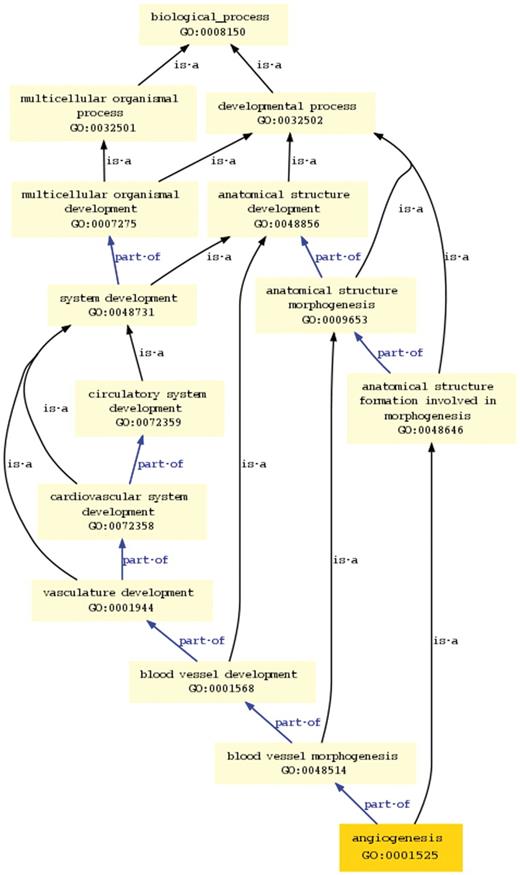 Graph view in new ontology browser. This view shows all the paths and parent terms between the selected term ‘angiogenesis’ and the top-level term ‘biological process’.