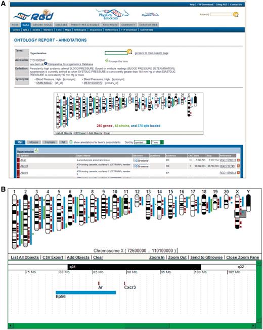 New ontology report page. (A) This example of an ontology report page is for the disease term ‘hypertension’. The GViewer shows that RGD annotations to ‘hypertension’ have been made to genes, QTLs and strains. Part of the list of annotations is shown below the GViewer. (B) This display of the GViewer shows a scrollable slider (gray box) on chromosome X. The zoom pane shows an enlarged view of the part of the chromosome that the slider covers. Two genes (Ar and Cxcr3) and a QTL (Bp56) are identified in the zoom pane.