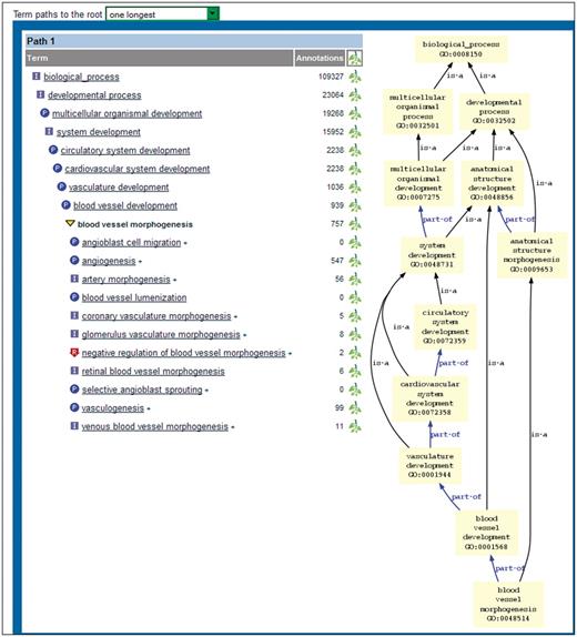 Bottom portion of new ontology report page. The tree view on the left shows the selected term in boldface. The parent and child terms are shown above and below the selected term, respectively. A single path (the longest one) is displayed because ‘one longest’ has been chosen in the dropdown menu above the display. The graph view on the right shows all paths from the selected term to the root node.