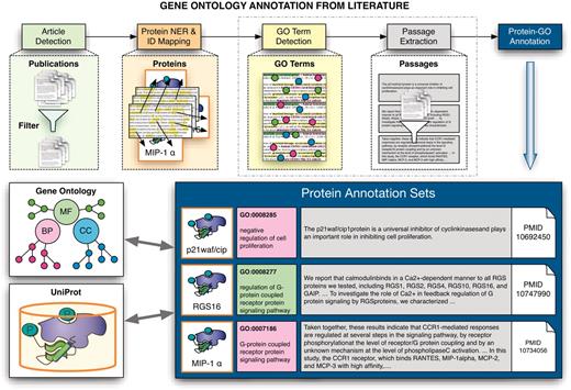 Schematic overview of the extraction of GO annotations from the literature. The process illustrates the individual steps of the annotation process, covering the initial selection of relevant documents for GO annotation of proteins, identification of proteins and their corresponding database identifiers followed by the extraction of associations to GO terms and the retrieval of evidence sentences/passages. The participating teams had to provide the evidence passages for a given document–protein–GO term triplet for one subtask, and to actually detect GO–protein associations (together with evidence passages) for the other subtask.