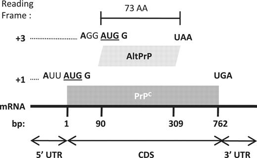 AltPrP, a typical example of AltORFs in the HAltORF database. All mRNAs produced from the PRNP gene have the same reference ORF (nt 1–762, gray box) which encodes the prion protein (PrPC) in the +1 reading frame. An AltORF (white box) is present in the +3 reading frame (nt 90–309). Similar to all AltORFs present in the database, the alternative prion protein (AltPrP) encoding AltORF is entirely included in the CDS of the reference protein, and encodes a protein longer than 24 amino acids (minimum size threshold). Additionally, its AUG codon is in a different reading frame than the reference protein, and is located in an optimal Kozak context (shown in bold; consensus: A/GNNAUGG).