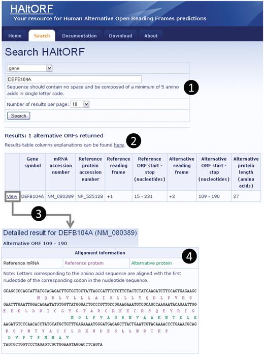 Snapshot of a typical search and associated results pages. (1) Search by gene (DEFB104A, which encodes the β-defensin 104 protein). (2) The number of corresponding AltORFs is indicated, and details on each AltORF are summarized in a table. Although this is not the case for this particular example, note that for a single gene, all AltORFs present in each transcript variants would be listed. The reference ORF is by definition in the +1 frame, and the alternative ORFs is in the +2 frame in this example. The nucleotide numbers indicating the location of the ORFs are the first nucleotide of the start codon, and the first nucleotide of the stop codon, respectively. (3) A detailed result page is available for each AltORF through the ‘View’ link. (4) In the detailed result page, basic information on the gene and mRNA of origin as well as the associated reference protein are displayed along with links to GenBank for each of these items (not shown). An alignment of the reference (blue letters) and alternative (green letters) protein sequences on the reference mRNA sequence (black letters) is provided.