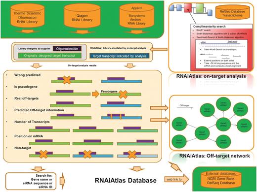 Overview of RNAiAtlas database content. The re-annotation of commercially available human genome-wide siRNA (three human, genome-wide) libraries with different NCBI reference sequences (RefSeq) were collected in a database. On-target analysis calculations were performed using a dedicated design/evaluation pipeline to quantitatively assess the specificity of the constructs. Interactive network visualization allows the inspection of the off-target network between an siRNA and its target genes.