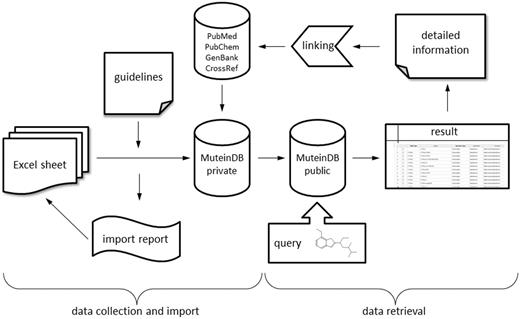 Schematic diagram of database structure. MuteinDB structure can be divided into two major parts. Firstly, the data collection and import structure within MuteinDB, illustrated on the left. Detailed guidelines structure and specify the correct and unified data collection as well as the data import. The standardized excel data import template guarantees data quality and consistency. During the automated data import from the data import excel sheet, metadata from third party databases such as PubMed, PubChem, GenBank and CrossRef are retrieved and added. The data import procedure ends either with a summary including imported muteins, molecules, reactions, activities or with a detailed error report. Secondly, stored public mutein data can be easily retrieved via various search mechanisms. For example, chemical structures can be used for identifying molecules of interest and their catalyzed reactions. Results are presented in tabular listings with links to third party databases or to detailed information contained in MuteinDB.