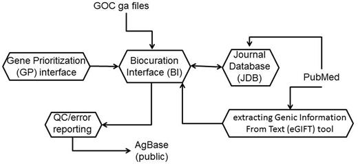 The AgBase biocuration pipeline. The AgBase biocuration pipeline draws from GO Consortium gene association files and from PubMed data, and the output is the AgBase public gene association files. Briefly, genes to be annotated are prioritized as a ranked list in the GP interface, which are linked to records in the main BI. The eGIFT tool enhances the ability for biocurators to identify and curate appropriate literature while the JDB records reviewed literature. Biocuration must pass standard GO Consortium error and quality checks before public release.
