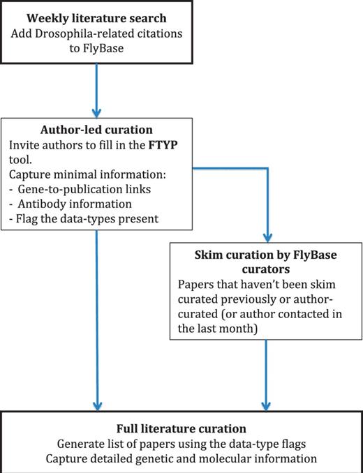 Literature curation pipeline. A weekly PubMed database search identifies new Drosophila-related publications. The citation details for these articles are added to our bibliography, and where possible, the associated PDF is downloaded. The correspondence email for each new article is extracted from the PDF and used to invite the author to use our FTYP tool. Through use of this tool, or a FlyBase curator ‘skim’ curating each article, gene-to-publication links are generated. These are published to our FlyBase website at the first opportunity. Data types found in the article, flagged either by the authors or curators, are then used to generate a priority list for ‘full curation’, where we extract detailed genetic and molecular information.