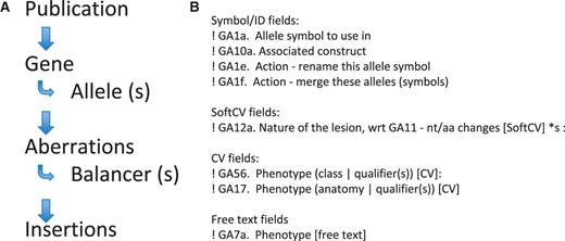 Literature curation into proformae. Text files composed of various proformae are used to capture data from the literature. (A) The proformae are ordered such that each curation record has to start with a publication proforma, so all objects mentioned subsequently can be attributed to the relevant publication. Allele proformae are added underneath the parent gene proforma, so all allele information can be related back to the parent gene. (B) Proformae are split into four different types of fields. The fields start with an exclamation mark (for processing) and each field has a field code, e.g. GA1a is the allele symbol field (all fields in the allele proforma are coded GAx).