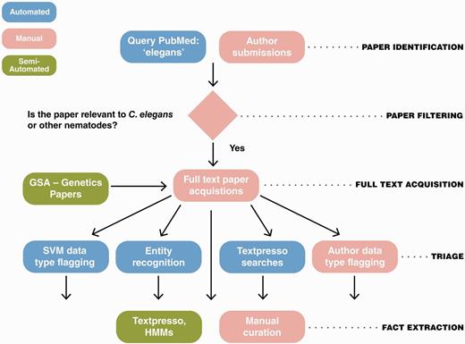 The WormBase literature curation workflow. WormBase literature curation incorporates automated (blue), semi-automated (green) and manual (pink) steps. Potentially curatable papers are initially brought into WormBase primarily via PubMed searches with additional contributions from authors and a collaboration between WormBase and the GSA for Genetics and G3: Genes, Genomes, Genetics papers. Following full-text acquisition, a triage step is used to determine what data types are present in papers. The triage step is largely automated but also includes author contributions. Once papers have been flagged for data types, curators responsbile for curation of that data type use manual and semi-automated methods to extract the information and convert it into machine-readable format.