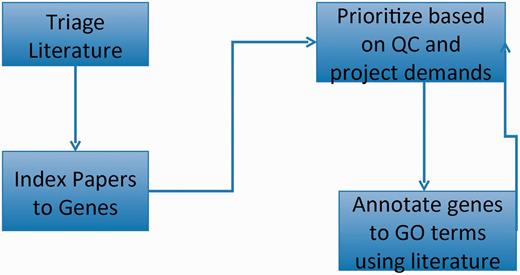 GO curation workflow: papers of interest are identified and entered into the database system (triage) and associated with genes (indexed). GO annotations are made using papers selected based on quality control reports and projects. The quality control reports in turn are revised daily based on added annotation.