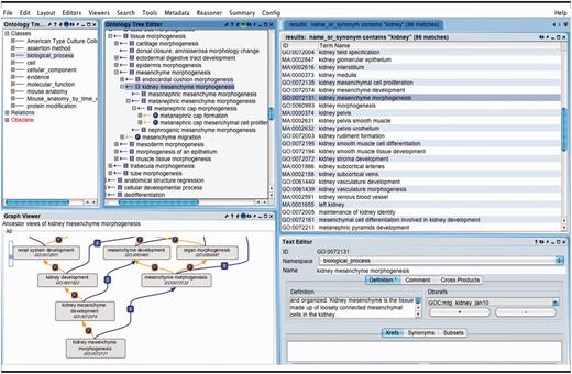 OBO-Edit ontology tool used to browse multiple OBO ontologies. The far left panel shows the vocabularies that have been loaded for searching and viewing. The right panel displays the terms in all of the vocabularies that contain the word ‘kidney’. The GO term ‘kidney mesenchyme morphogenesis’ is selected and is visible as a tree view showing its children (middle panel), and as a graphical view showing its parents (lower left).