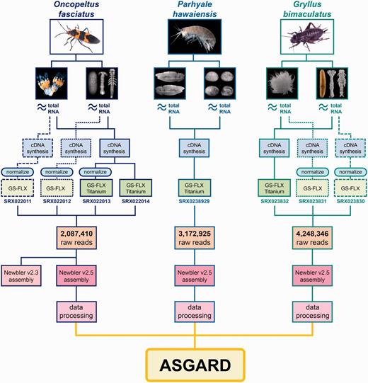 Origin and processing of data contained in ASGARD. Flowchart showing adult specimens and tissue types obtained for ASGARD v1.0 organisms O. fasciatus, P. hawaiensis and G. bimaculatus. Total RNA was prepared separately from ovaries and mixed-stage embryos and used for cDNA synthesis. For insect samples, some libraries were normalized in pilot experiments and sequenced using GS-FLX 454 pyrosequencing. The majority of reads used in the de novo assemblies were obtained using GS-FLX Titanium 454 pyrosequencing. SRA accession numbers are shown for each sequenced sample. Reads from each organism were pooled, assembled with Newbler v2.5 and annotated using the data processing pipeline described in the main text. The resulting data are searchable via the ASGARD web interface.