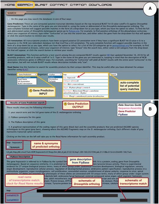 ASGARD Gene Prediction search. The search page gives users access to the Gene Prediction, Read Name, GO Annotation and BLAST Annotation search functions. (A) The input user interface allows users to choose an organism of interest and enter query terms based on D. melanogaster gene names. While entering the search term, users are assisted by an auto-completed list of suggested matching gene names. In this example, a user searching for G. bimaculatus orthologs of Janus kinase (JAK) has begun to enter the name of the D. melanogaster JAK ortholog ‘hopscotch’, which obtained an exact match in the auto-completion list (arrow). (B) The output of the gene prediction search shows predicted ortholog matches, a description of the D. melanogaster gene, schematic representations of and links to matching assembly products.