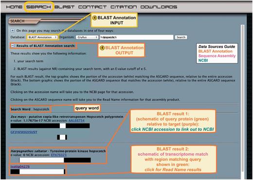 ASGARD BLAST Annotation search. Top: the input user interface allows users to select an organism of interest and enter queries based on gene names from any organism. This example shows what a user might enter to search for G. bimaculatus transcripts similar to JAK orthologs from any organism in nr. Bottom: the output of this search lists BLAST hits against nr whose text descriptions contain the search term, with links to the NCBI accession for each hit, schematic representations of matching transcriptome sequences and links to read name data.