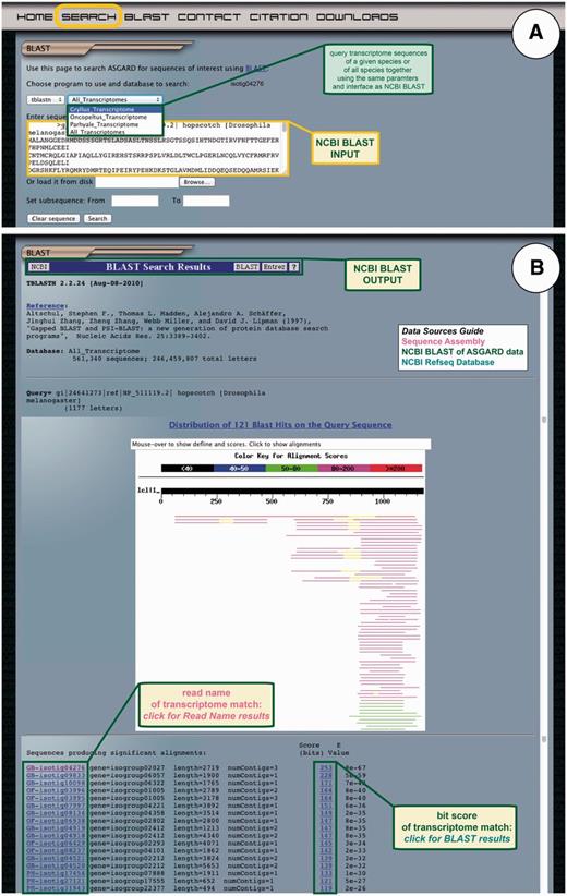 ASGARD NCBI BLAST search. The BLAST page gives users access to the embedded NCBI BLAST function to query transcriptome sequences with a nucleotide or protein sequence of interest. (A) The input user interface allows users to compare the sequence of any gene of interest to the transcriptome sequences from one or all ASGARD organisms using BLAST. In this example, a user chooses the tBLASTn algorithm to search for G. bimaculatus sequences similar to the D. melanogaster JAK ortholog ‘hopscotch’ by using NCBI accession NP_511119 as a query. (B) The output of this search is transcriptome sequences formatted as for the NCBI BLAST algorithm (97). For each match, the unique identifier links to read name data and the bit score links to the BLAST alignment result. Read names in this output are assigned a prefix identifying the species from which the assembly product derives: GB = Gryllus bimaculatus, OF = Oncopeltus fasciatus, PH = Parhyale hawaiensis. This example shows results of the search for JAK-like G. bimaculatus sequences described in (A).