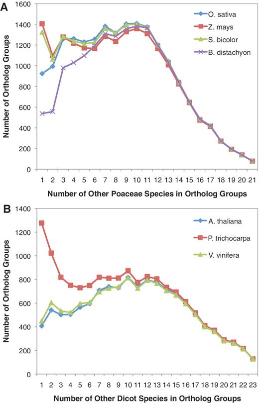 Number of additional species in orthologous groups with B. distachyon, O. sativa, S. bicolor and Z. mays. (A) For each orthologous group, the number of other Poaceae species present within the orthologous group was quantified. Counts were determined separately for orthologous groups containing B. distachyon, O. sativa, S. bicolor and Z. mays sequences. Proteins from A. thaliana, P. trichocarpa and V. vinifera were not included in these species counts. (B) For each orthologous group, the number of other dicot species present within the orthologous group was quantified. Counts were determined separately for orthologous groups containing A. thaliana, P. trichocarpa and V. vinifera sequences. Proteins from B. distachyon, O. sativa, S. bicolor and Z. mays were not included in these species counts.