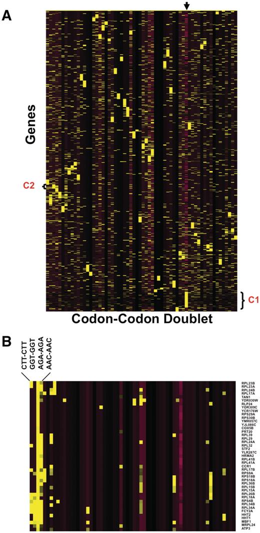 Heat Map identifies groups of genes over-represented with specific codon–codon doublets. Z-scores, describing whether a gene is over- or under-represented with a codon doublet of identical codons, were hierarchically clustered using CLUSTER software. 5780 gene sequences were filtered to remove any gene sequences that did not register at least one Z-score >2 or <−2, leaving 4561 genes for clustering. The clustered data was visualized using TREEVIEW, with yellow and purple boxes depicting over-represented and under-represented doublets, respectively. The genes are organized vertically based on their similarity to each other across all codon–codon doublets, as defined by the clustering algorithm. Similarly, the codon–codon doublets are organized horizontally based on similarity to each other, as defined by the clustering algorithm. (A): The arrow marks the column containing the gene length Z-score, with yellow and purple boxes representing genes larger or smaller than the genome average, respectively. The average genome size is 1401 base pairs with a standard deviation of 1122 base pairs. We have also denoted cluster I (C1), specific to larger than average genes and B) blown up cluster II (C2) for viewing (B).