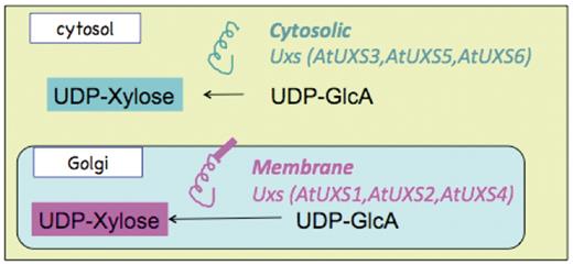 Schematic representation of the sub-cellular localization and catalytic domain orientation of cytosolic and Golgi Arabidopsis UDP-xylose synthase enzyme isoforms.