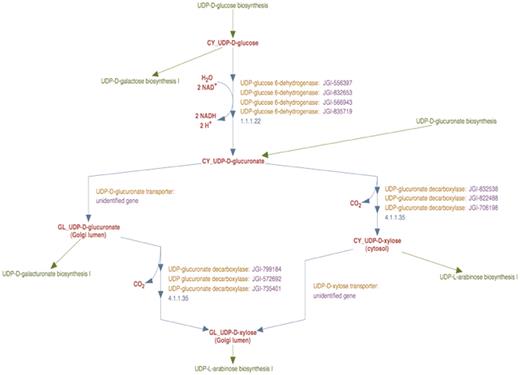 The enhanced representation of UDP-d-xylose biosynthesis pathway in prototype P. trichocarpa PGDB. In this representation the sub-cellular localization of each metabolite in the pathway is specified by a two-letter prefix (Table 3). Note that Figure 2 shows 12 genes annotated as UDP-glucose dehydrogenases and 9 genes annotated as UDP-glucuronate decarboxylase. Manual curation yields only four UDP-glucose dehydrogenase enzymes and six UDP-glucuronate decarboxylase enzymes in Populus. Also note that genes encoding Golgi-localized membrane-bound UDP-glucuronic acid decarboxylase (UXS) can now be distinguished from the same enzyme activity residing in the cytosol.